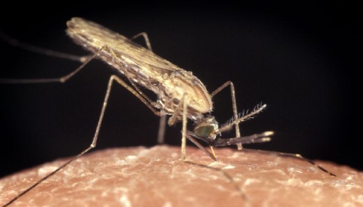 Các loại muỗi ở Việt Nam thường gặp